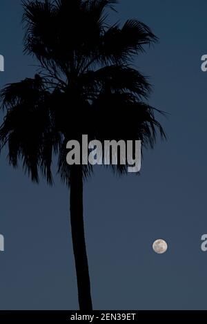 Vollmond, der hinter einer hohen Palme aufsteigt Stockfoto