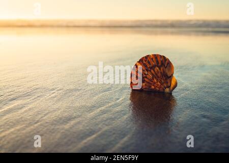 Tropischer Strand Sonnenuntergang und Muschel am Sandstrand. Ruhige Szene, Entspannung, Urlaub, wilde unberührte Natur Konzept, Copy Space Stockfoto