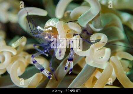 Pfauenschwanz-Anemone Garnele, Periclimenes brevicarpalis, in Tentakeln von langen Tentakeln Anemone, Heteractis doreensis, Wrack Slope Tauchplatz, Tulamben Stockfoto