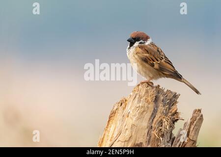 Männlicher Eurasischer Baumspatzen, der auf einem Baumstamm schaut In die Ferne Stockfoto