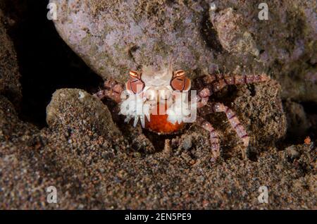 POM-Pom Crab, Lybia tesselata, mit Gelege von Eiern, die Anemonen halten, Triactis producta, in modifizierten Chelae zum Schutz, Batu Niti Tauchplatz, Seraya Stockfoto