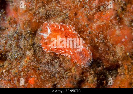 Aeolid Nudibranch, Noumeaella sp, Wrack Slope Tauchplatz, Tulamben, Karangasem, Bali, Indonesien, Indischer Ozean Stockfoto