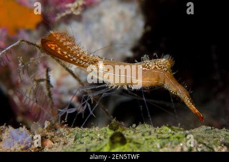 Donald Duck Shrimp, Leander plumosus, Wrack Slope Tauchplatz, Tulamben, Karangasem, Bali, Indonesien, Indischer Ozean Stockfoto