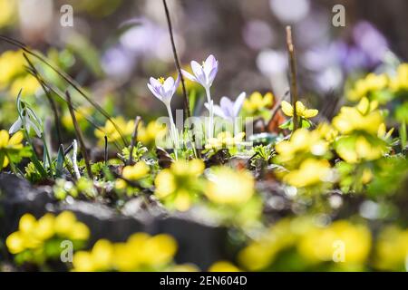 Berlin, Deutschland. Februar 2021, 25th. In einem Berliner Garten blühen Krokussen und Winterrosen, die zu den ersten Blüten des Frühlings gehören. Quelle: Kira Hofmann/dpa-Zentralbild/ZB/dpa/Alamy Live News Stockfoto