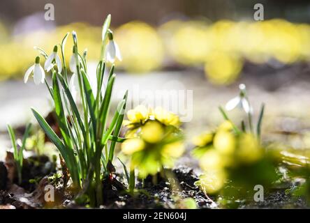 Berlin, Deutschland. Februar 2021, 25th. In einem Berliner Garten blühen Schneeglöckchen und Winterbirnen, die zu den ersten Blüten des Frühlings gehören. Quelle: Kira Hofmann/dpa-Zentralbild/ZB/dpa/Alamy Live News Stockfoto