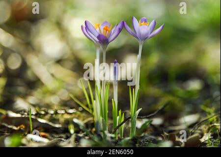 Berlin, Deutschland. Februar 2021, 25th. Krokusse, eine der ersten Blüten des Frühlings, blühen in einem Berliner Garten. Quelle: Kira Hofmann/dpa-Zentralbild/ZB/dpa/Alamy Live News Stockfoto