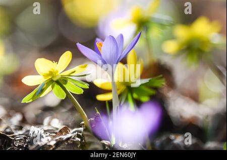 Berlin, Deutschland. Februar 2021, 25th. In einem Berliner Garten blühen Krokussen und Winterrosen, die zu den ersten Blüten des Frühlings gehören. Quelle: Kira Hofmann/dpa-Zentralbild/ZB/dpa/Alamy Live News Stockfoto