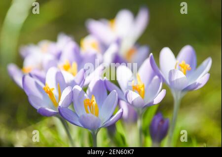 Berlin, Deutschland. Februar 2021, 25th. Krokusse, eine der ersten Blüten des Frühlings, blühen in einem Berliner Garten. Quelle: Kira Hofmann/dpa-Zentralbild/ZB/dpa/Alamy Live News Stockfoto