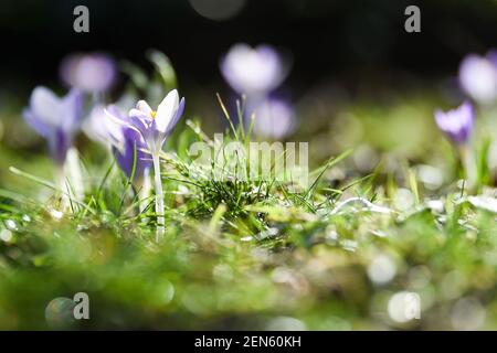 Berlin, Deutschland. Februar 2021, 25th. Krokusse, eine der ersten Blüten des Frühlings, blühen in einem Berliner Garten. Quelle: Kira Hofmann/dpa-Zentralbild/ZB/dpa/Alamy Live News Stockfoto