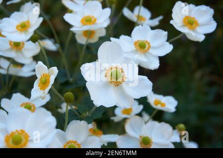 Weiße japanische Anemone Blumen im Garten. Stockfoto