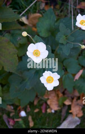 Weiße japanische Anemone Blumen im Garten. Stockfoto