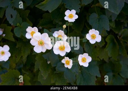 Weiße japanische Anemone Blumen im Garten. Stockfoto