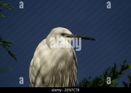 Silberreiher (Egretta garzetta) Ein rein weißer Reiher mit einem klaren Dunkelblau Himmel im Hintergrund Stockfoto