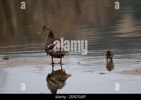 Mallard (Anas platyrhynchos) Weibliche Mallard und Küken stehen am Wasser Rand reflektiert Im Wasser des Sees Stockfoto