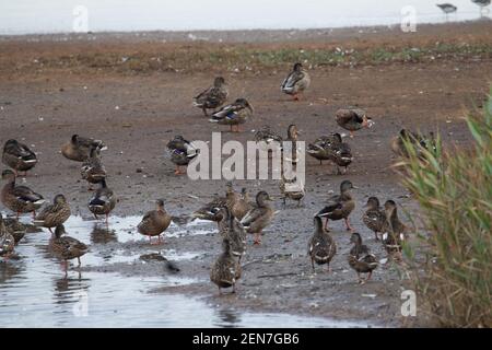 Mallard (Anas platyrhynchos) weibliche Mallards sammeln sich an der Wassergrenze Stockfoto