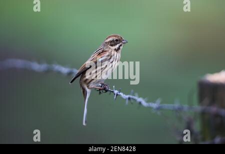 Reed Bunting (Emberzia schoeniclus) Stockfoto