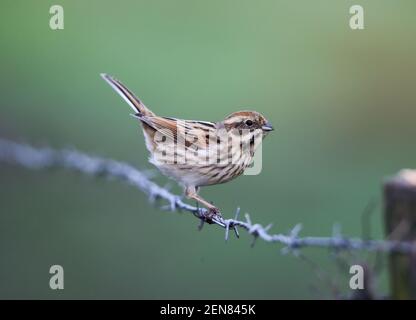 Reed Bunting (Emberzia schoeniclus) Stockfoto