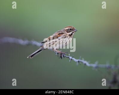 Reed Bunting (Emberzia schoeniclus) Stockfoto