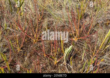 Gruppe der Sonnentau Drosera spiralis (eine fleischfressende Pflanze) in der Natur in der Nähe von Itacambira in Minas Gerais, Brasilien gesehen Stockfoto