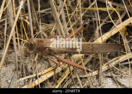 Brasilianische Tierwelt: Der braune Riesengrasschaber (Tropidacris collaris) in der Nähe von Itacambira in Minas Gerais, Brasilien Stockfoto