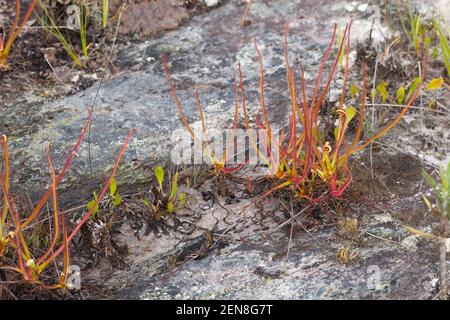 Gruppe von Drosera spiralis, einer fleischfressenden Pflanze, die in einem natürlichen Lebensraum in der Nähe von Itacambira in Minas Gerais, Brasilien, zu sehen ist Stockfoto