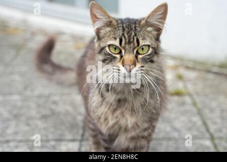 Eine tabby Katze, die auf die Kamera zugeht; Mitte der Aufnahme mit dem unscharfen Hintergrund Stockfoto