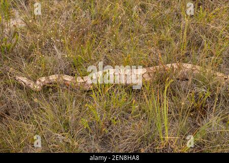 Boa constrictor in der Nähe von Itacambira in Minas Gerais, Brasilien Stockfoto