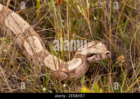 Nicht giftige Schlange: Boa constrictor in natürlicher Umgebung in der Nähe von Itacambira in Minas Gerais, Brasilien Stockfoto