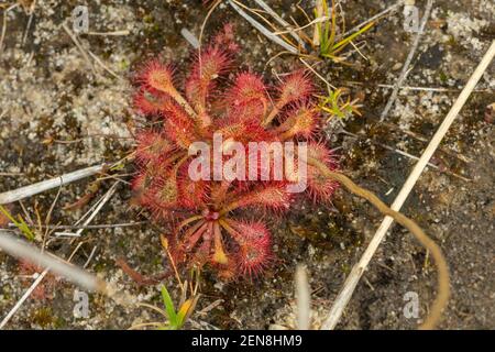 Nahaufnahme von Drosera hirtella, einer fleischfressenden Pflanze, in natürlichem Lebensraum in der Nähe von Itacambira in Minas Gerais, Brasilien Stockfoto