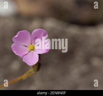 Die rosafarbene Blüte der fleischfressenden Pflanze Drosera spiralis im natürlichen Lebensraum nahe Botumirim in Minas Gerais, Brasilien Stockfoto