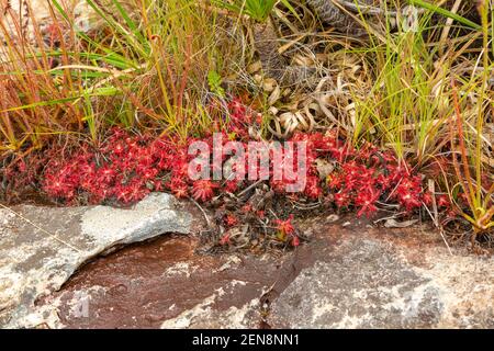 Schöne Gruppe der Sundaw Drosera graomogolensis in einem Flussbett in der Nähe von Botumirim in Minas Gerais, Brasilien Stockfoto