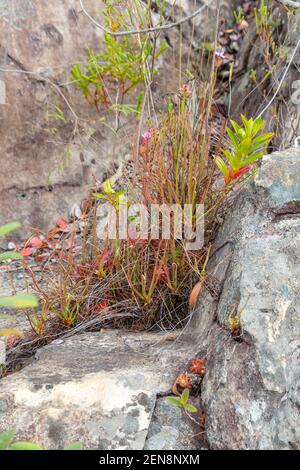 Gruppe von Drosera spiralis, die auf Felsen in einem Flussbett in der Nähe von Botumirim in Minas Gerais, Brasilien wächst Stockfoto