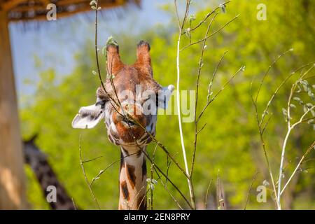 Eine Erwachsene Giraffe mit kleinen Hörnern nagt an jungen Baumzweigen. Nahaufnahme Stockfoto