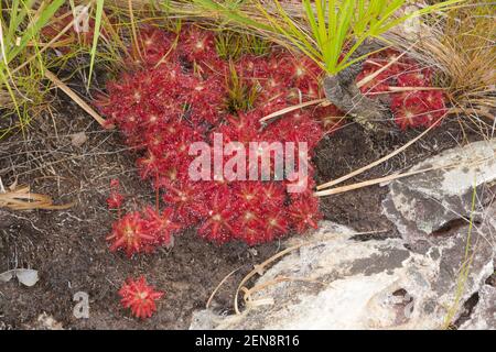 Gruppe der roten Sonnentauchdrosera graomogolensis in natürlichem Lebensraum nahe Botumirim in Minas Gerais, Brasilien Stockfoto