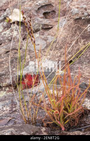 Nahaufnahme einer Gruppe von Drosera spiralis in der Nähe von Botumirim in Minas Gerais, Brasilien Stockfoto