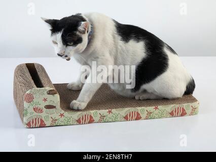 Die schwarz-weiße Katze schärft Krallen auf dem Kratzen Beitrag auf weißem Hintergrund Stockfoto