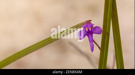 Die kleine rosa Blume der Utricularia amethystina (eine fleischfressende Pflanze) in der Nähe von Botumirim in Minas Gerais, Brasilien Stockfoto