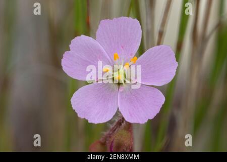 Die kleine rosa Blume der Drosera tomentosa (eine fleischfressende Pflanze) in der Nähe von Botumirim in Minas Gerais, Brasilien Stockfoto