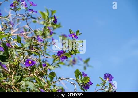 Lycianthes Rantonnetii, Blue Potato Bush, Paraguay Nachtschatten blühender Pflanzenhintergrund. Giftiger, giftiger Strauch mit leuchtend blau violetten Blüten Stockfoto