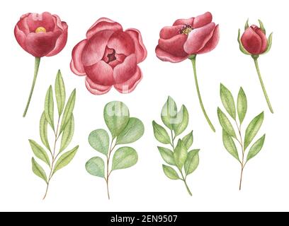 Aquarell-Set mit Blumen und Blättern. Helle Aquarelldarstellung auf dem hellen Hintergrund. Stockfoto