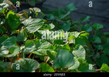 Grünes herzförmiges Blatt von Houttuynia cordata oder auch bekannt als Fischminze, Fischblatt, Regenbogenpflanze, Chamäleonpflanze, Herzblatt, Fischwürze, chinesisch li Stockfoto