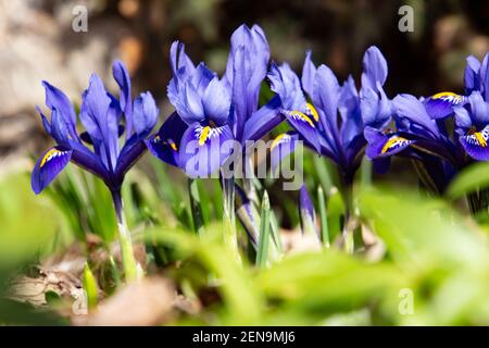 Blaue Netzlilie im Frühling, auch Iris reticulata oder zwerg Iris genannt Stockfoto