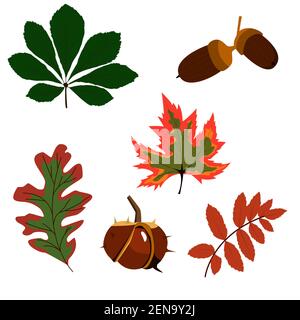 Eine Reihe von Herbstblättern. Eiche, Kastanie, Esche, Ahorn Vektor isoliert auf weißem Hintergrund. Stock Vektor