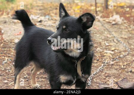 Kleiner Hund Mestizo Schäferhund mit kurzen schwarzen Haaren auf einem Kette im Hof Stockfoto