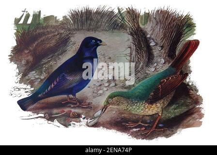 Eine frühe farbige Illustration des australischen Satin Bower Bird (Ptilonorhynchus violaceus) in seiner Laube, die versucht, ein Weibchen mit seiner ungewöhnlichen Balz-Schau zu beeindrucken. Satinbowerbirds imitieren andere lokale Arten als Teil ihrer Balz-Ausstellung. Erstaunlicherweise zeigen sie künstlerisches Talent und ordnen Objekte in der Laube in der Reihenfolge von klein bis groß an, wodurch eine perspektivische Ansicht entsteht, die Frauen mehr beeindruckt, wenn sie erfolgreich angewendet werden. Stockfoto