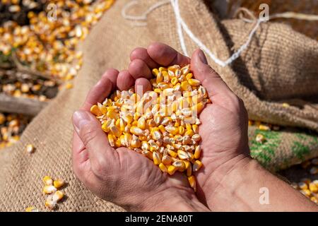 Raue Hände des Bauern halten Maiskörner über einem Leinensack, der mit frisch geerntetem Getreidemorn beladen ist. Nahaufnahme der Hände des Bauern mit Maiskörnern. Stockfoto