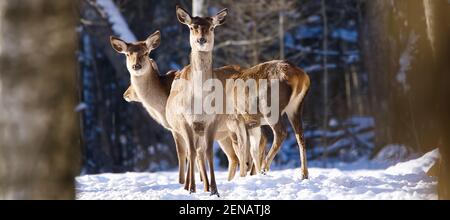 Rotwild im Winterwald. Wildtiere, Naturschutz. Hirsche in ihrer natürlichen Umgebung aufziehen. Stockfoto