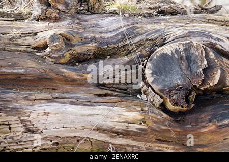 Gesägte Bäume als Abfall oder Brennholz seitlich eingelagert fotografiert Frühling in Bayern Stockfoto