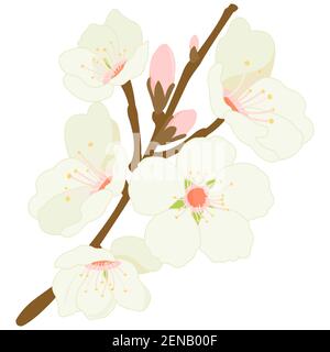 Mandelbaumzweig mit Mandelblüten. Zweig mit Frühlingsblumen. Obstbaumzweig. Stockfoto
