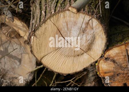 Gesägte Bäume als Abfall oder Brennholz seitlich eingelagert fotografiert Frühling in Bayern Stockfoto